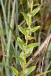 Pine barren goldenrod